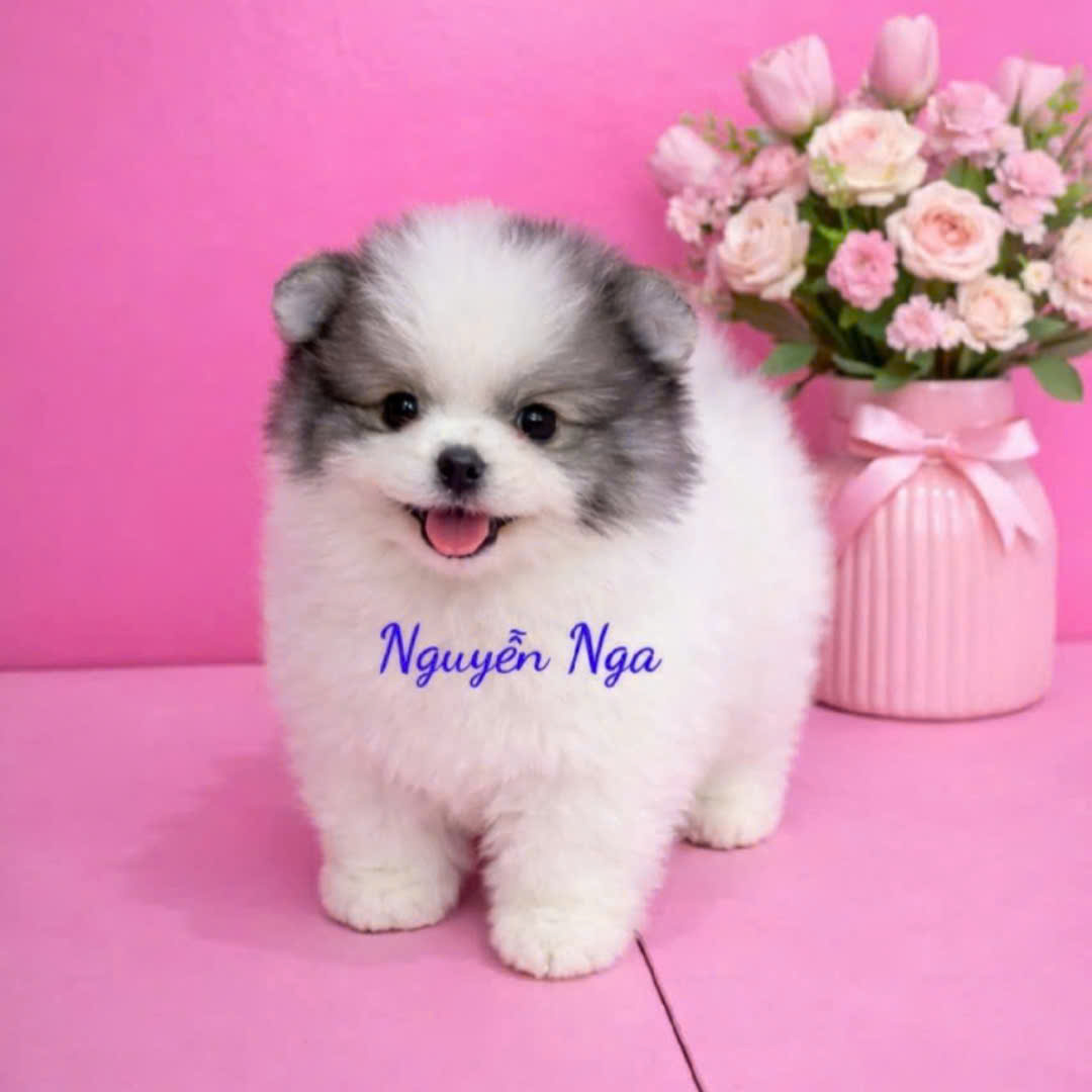 Chó Poodle - TT 16200